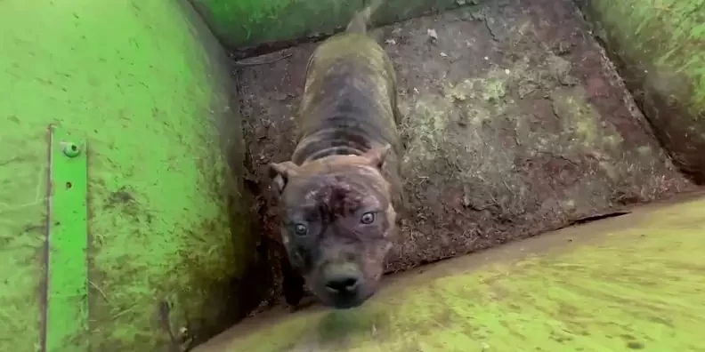 a woman cruelly put a dog in a dumpster