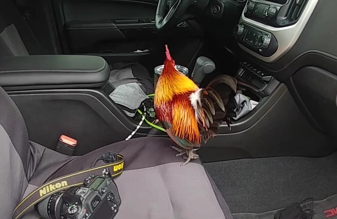 This Rooster Abandoned Outside Jumps Into Couple's Truck Seeking Rescue