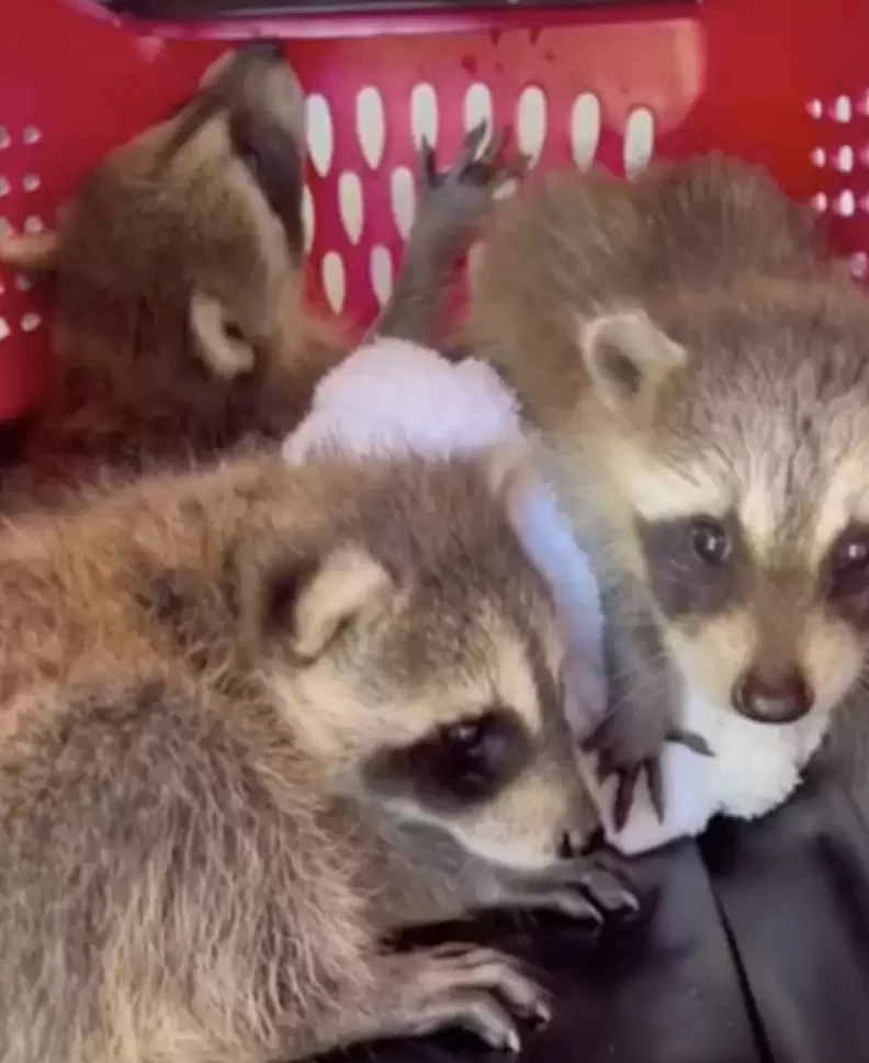 orphaned raccoon kits