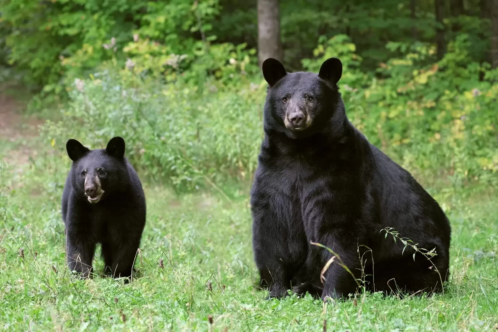 Traffic Comes To A Halt As Bear Cub