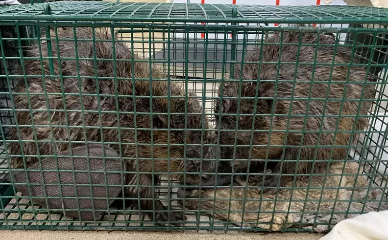 beavers were trapped in the drain