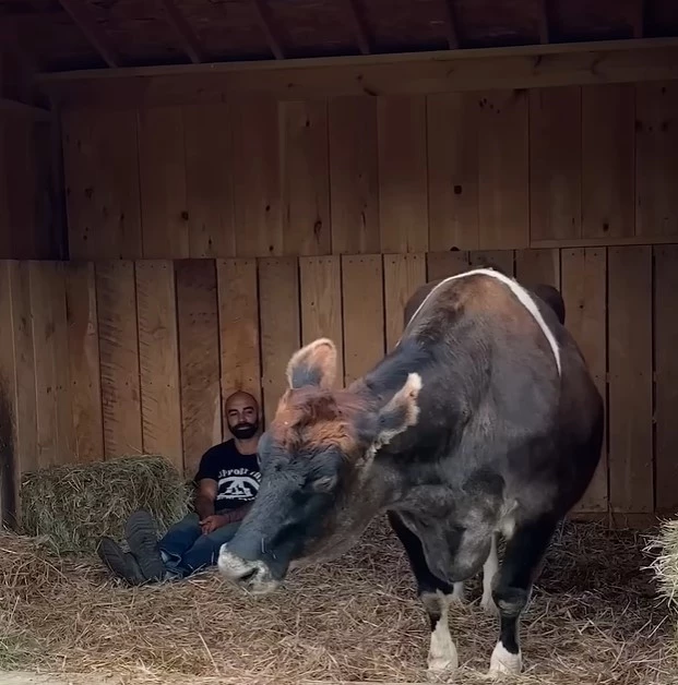 Helen is a 19-year-old bovine who was born blind