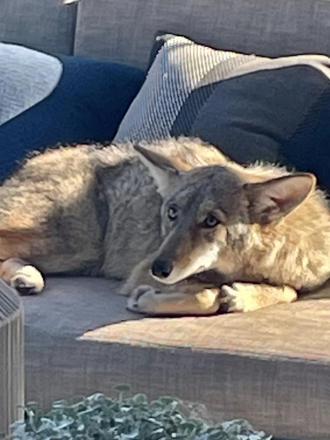 lounging coyote