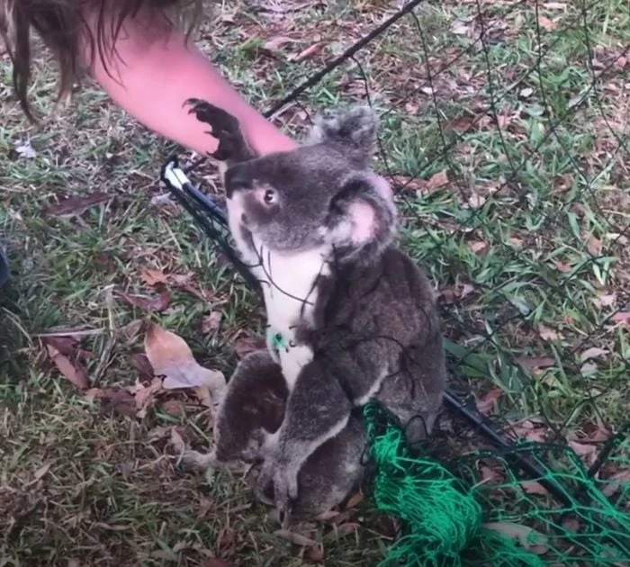 She wrapped the koala in a blue towel