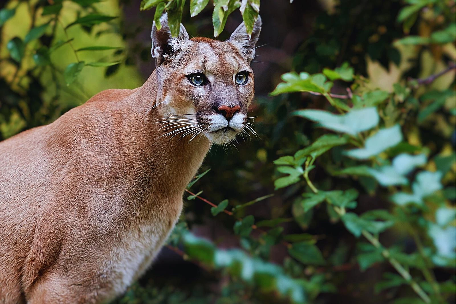 a mountain lion