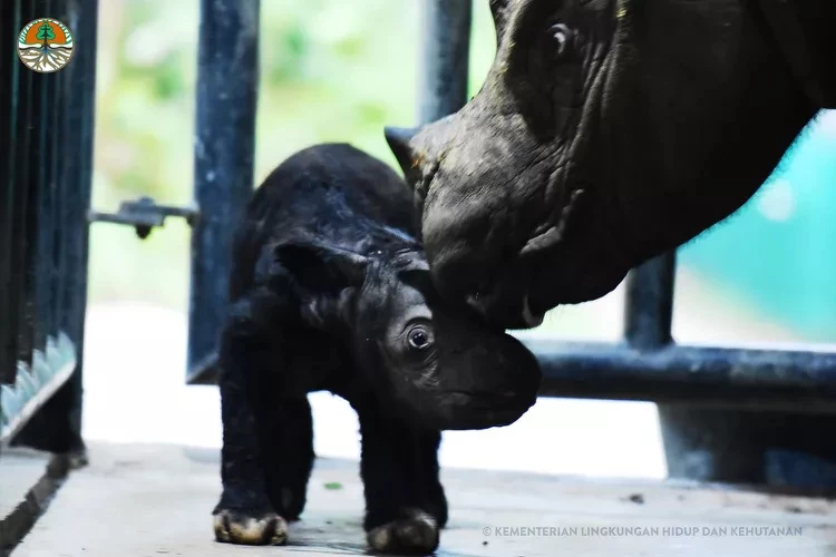 Harapan Sumatran rhinos