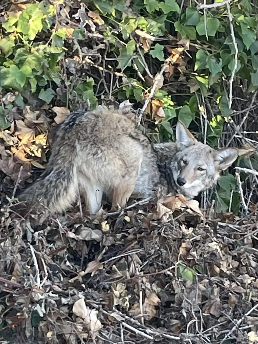 lounging coyote in San Francisco
