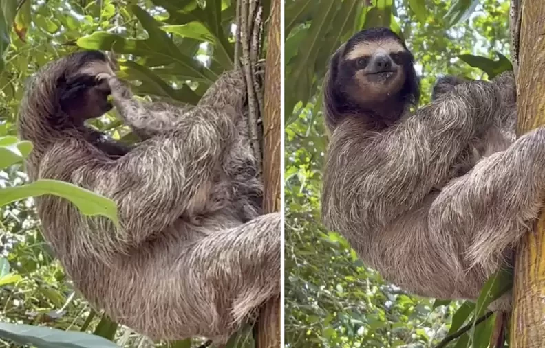 baby sloth