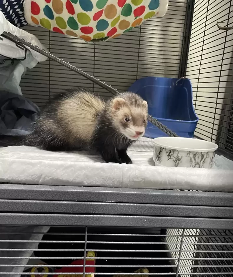 Ferrets are known for being playful and curious animals