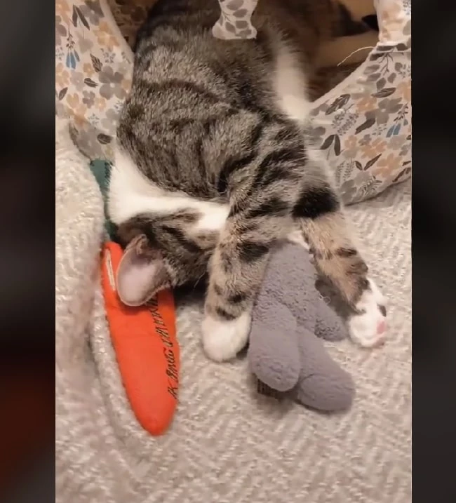 cat and her toy