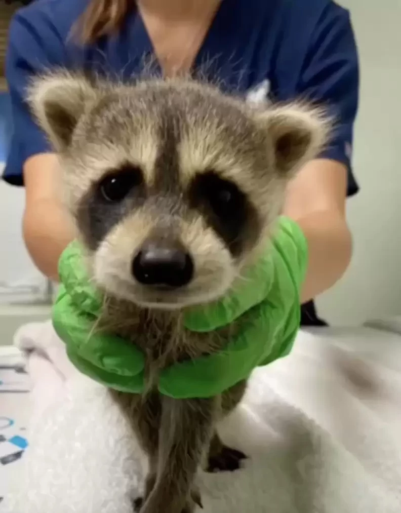 cute raccoon