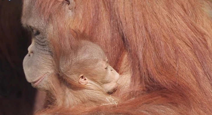 Orphaned Orangutan