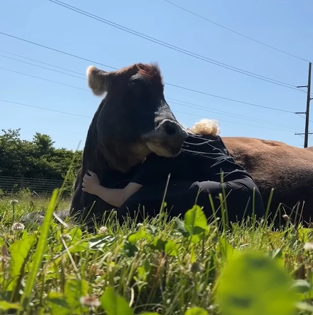 Helen is a 19-year-old bovine