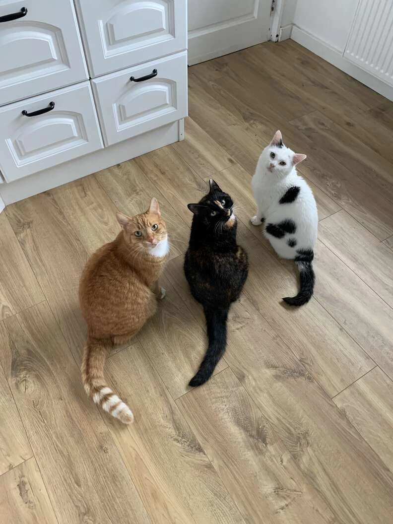 The three cats love hanging out together