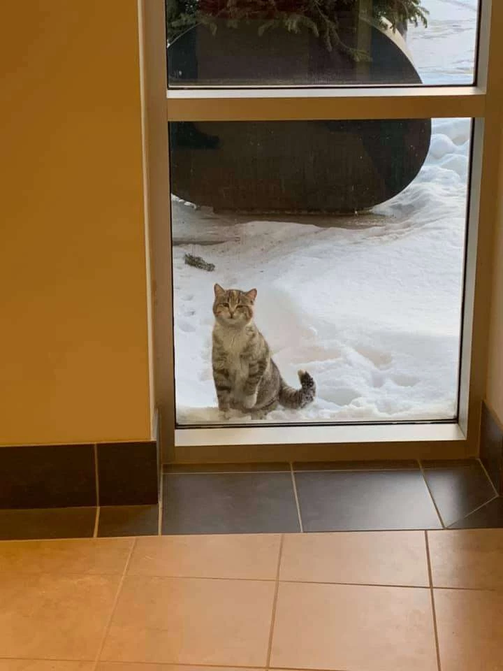 A little stray kitten peeked through the station window