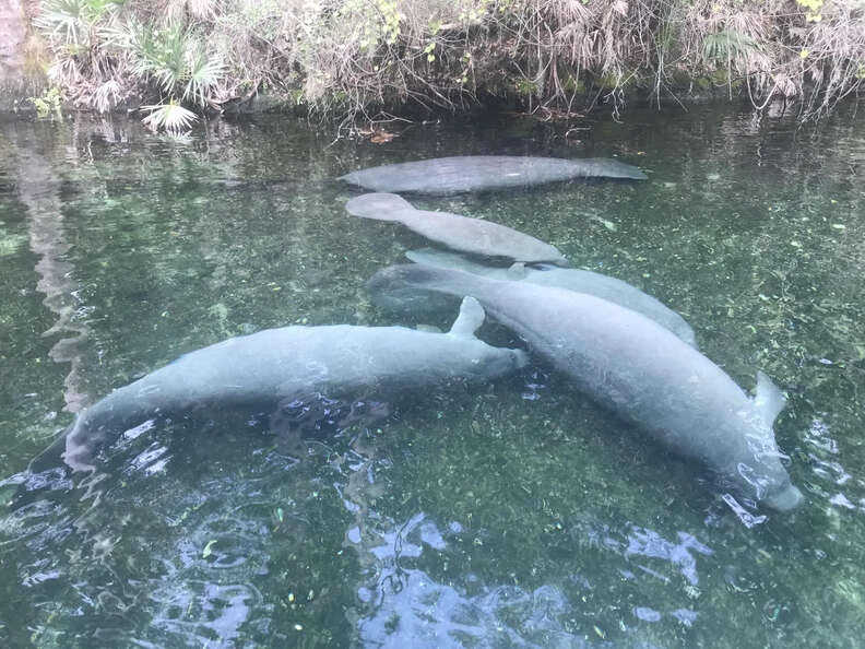 manatees themselves are free to approach us