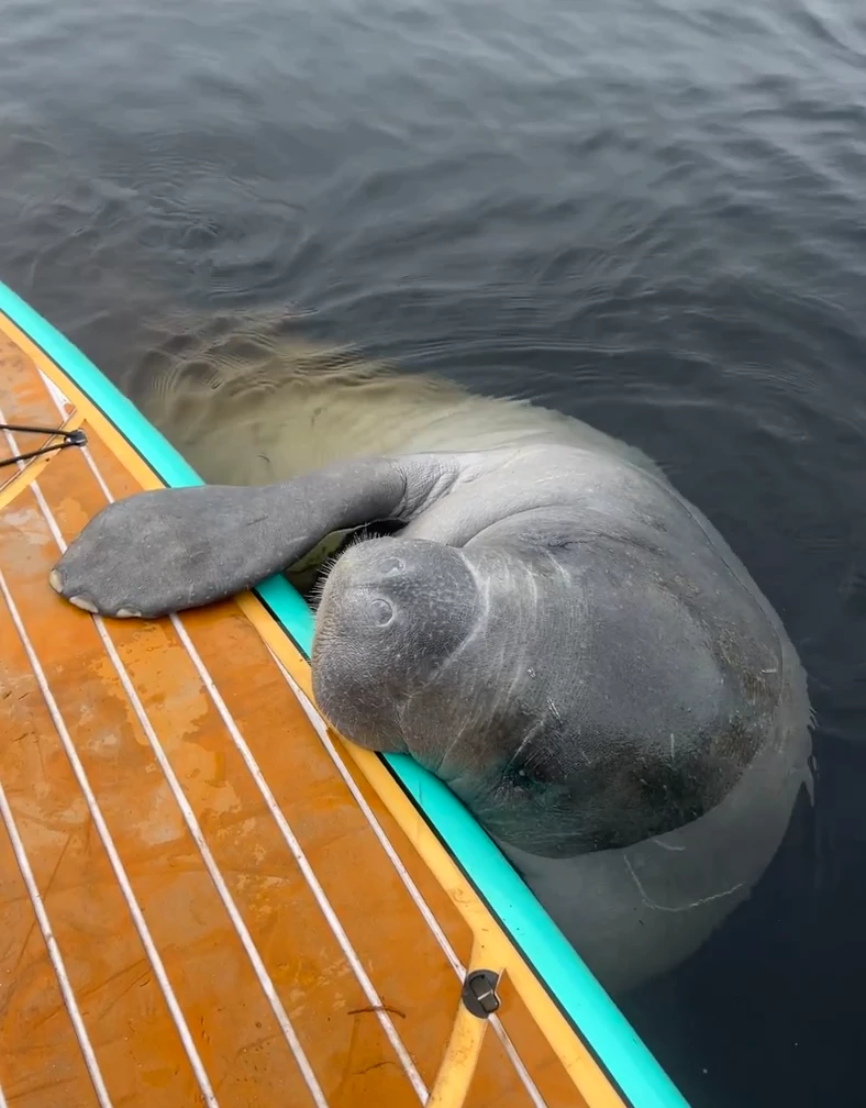 the manatee was eager to do something else
