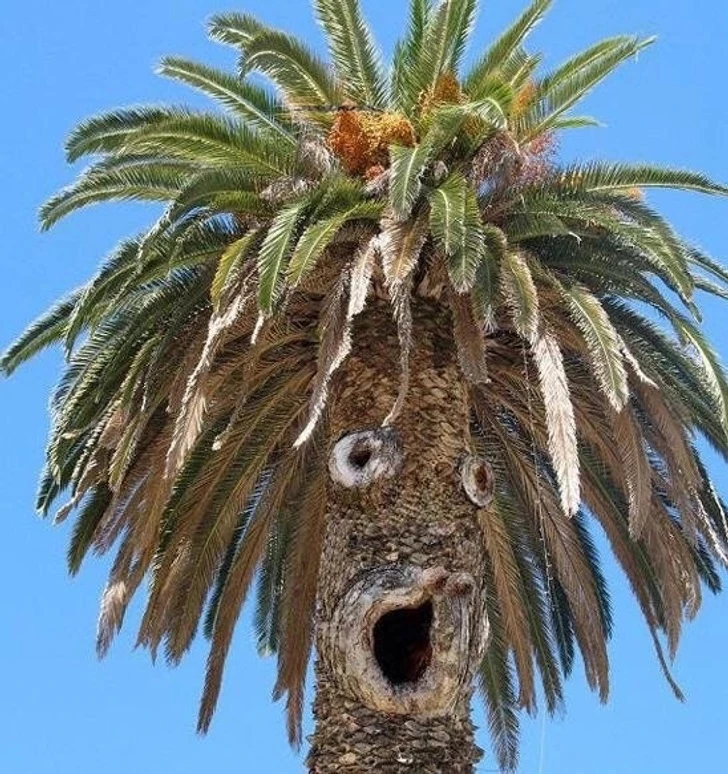 What did this palm tree find out?