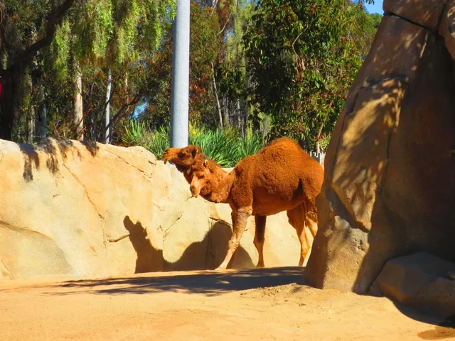 2 headed camel
