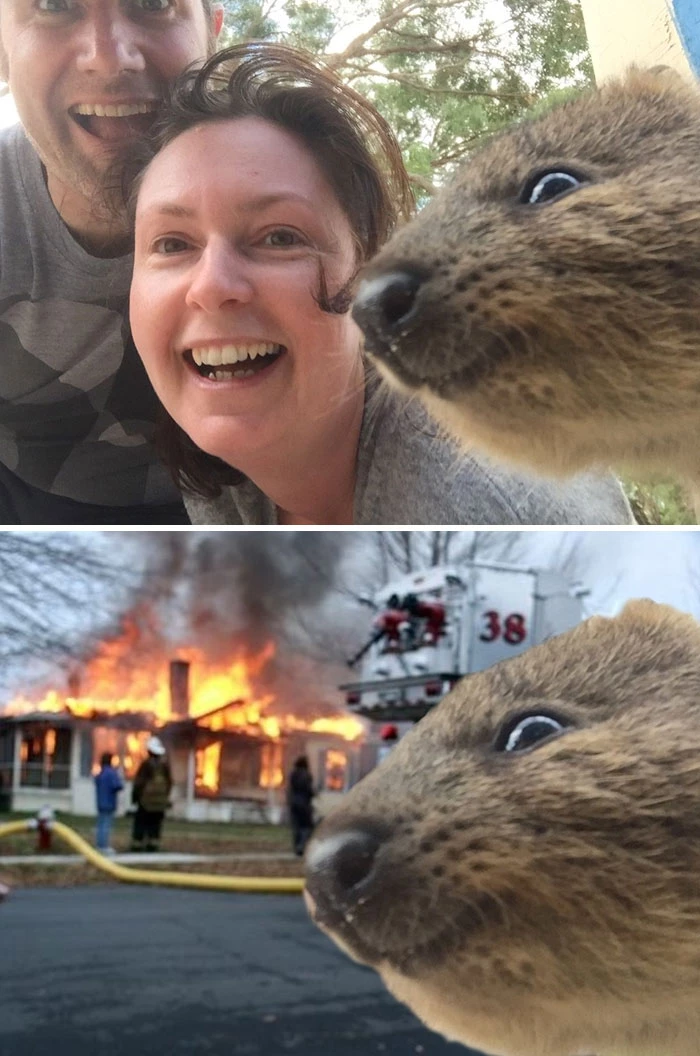 Some Quokkas just want to watch the world burn