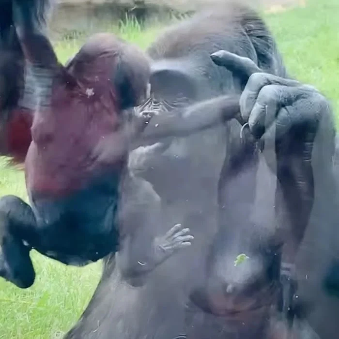 Baby Gorilla Gets Her “Simba Moment” As Proud Mom Shows Her Off To Crowd At Calgary  Zoo