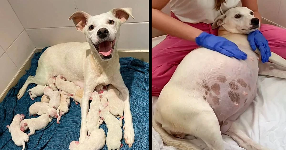 0 0 pregnant mama dog abandoned in front of shelter is now a mother of 14 puppies1