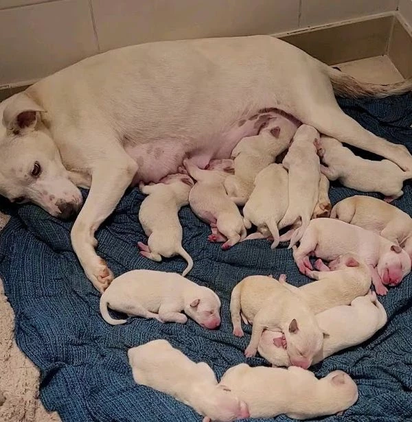 0 0 pregnant mama dog abandoned in front of shelter is now a mother of 14 puppies5
