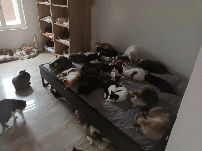 Sibling Builds Rescue Shelter And Rescues Over 300 Stray Cats