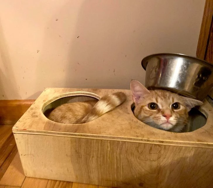 Cats Who Reign Over The Most Comfortable Spots In The House