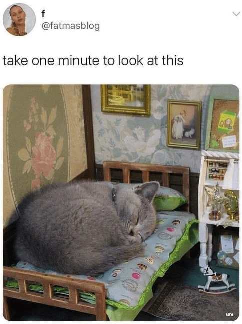 19 Hilarious Cat Memes to Get You Through the Rest of the Week