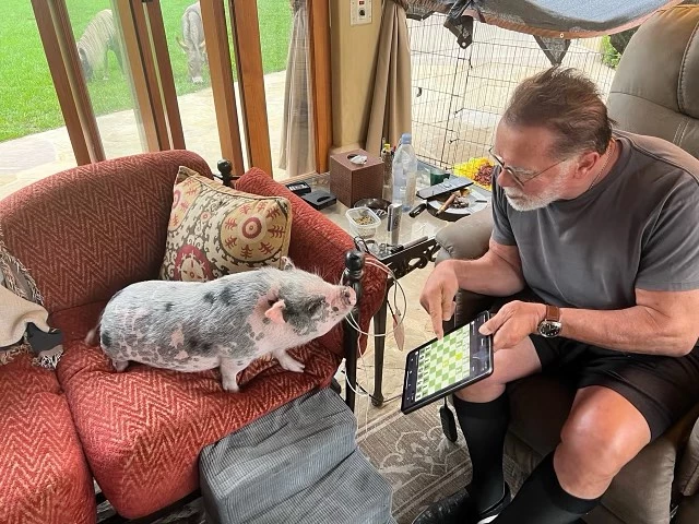 Hollywood Icon Arnold Schwarzenegger Embraces Miniature Pig Schnelly Into His Diverse Animal Family