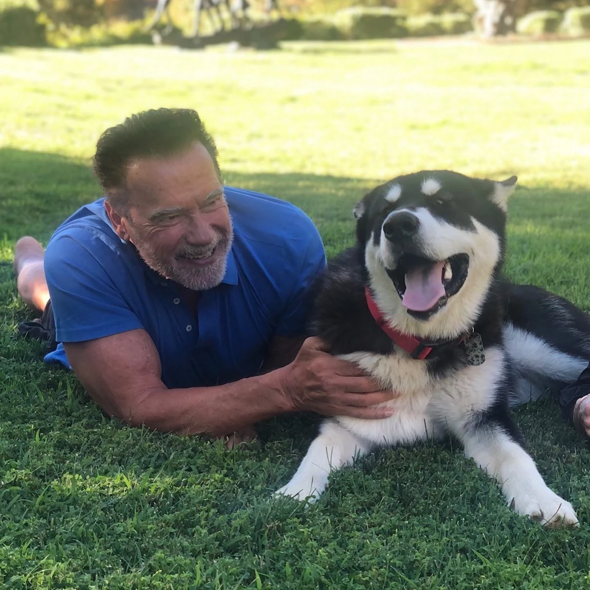Hollywood Icon Arnold Schwarzenegger Embraces Miniature Pig Schnelly Into His Diverse Animal Family