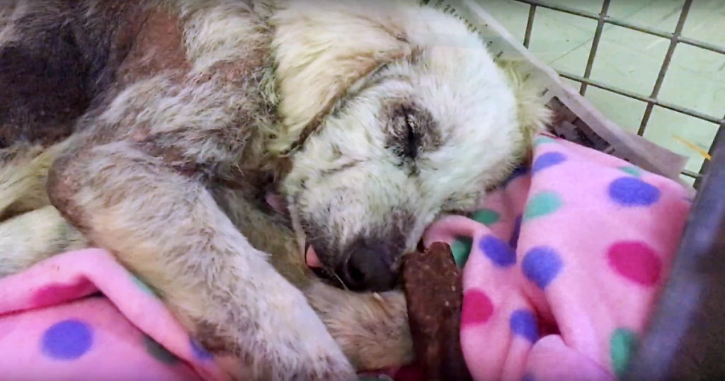 Serenity In Slumber For Dog Saved From Three Murderous Attempts By Previous Owner