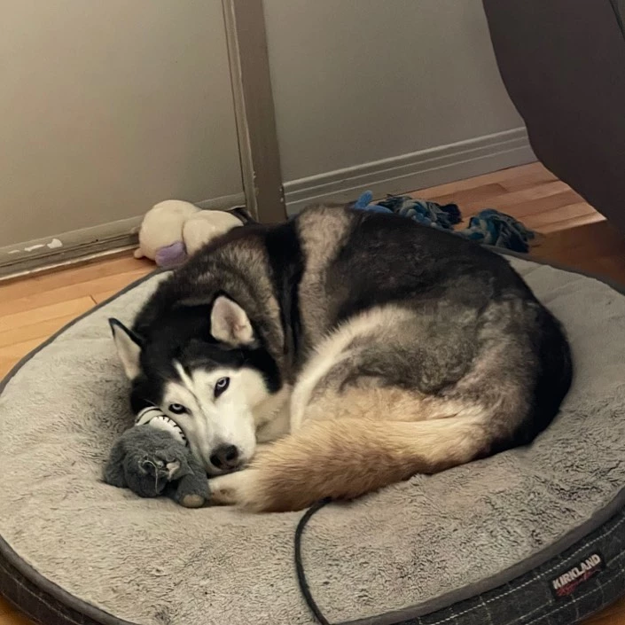 Snow Enthusiast Husky Receives Custom Snow Fort From Loving Dad