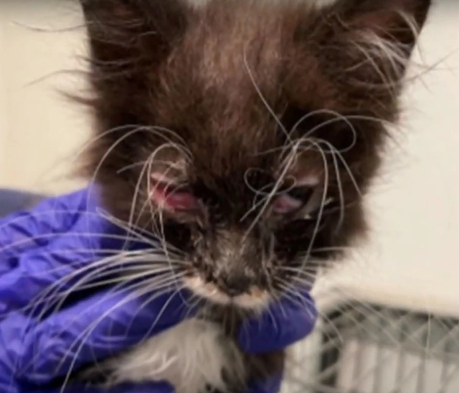 The facility owners failed to inform a veterinarian about a kitten born with a malformed chest, reducing space for the heart and lungs.