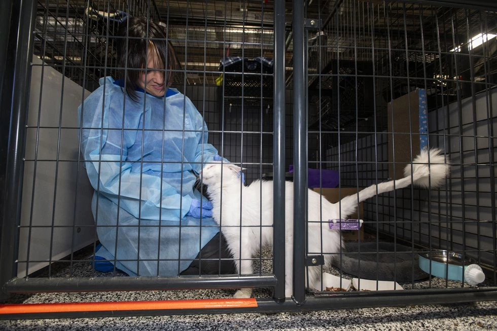 The rescued cats later were taken to an undisclosed location for necessary care and treatment.