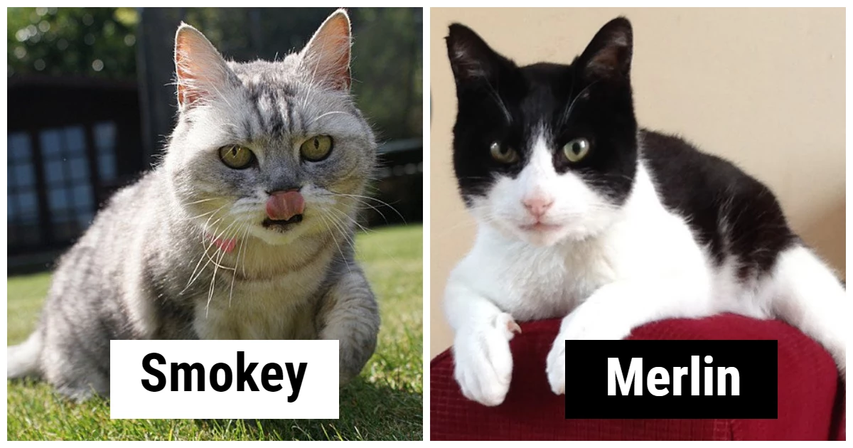 Both Merlin and Smokey were bestowed with the title of the loudest purr, revising the 2011 record to 67.8 decibels.