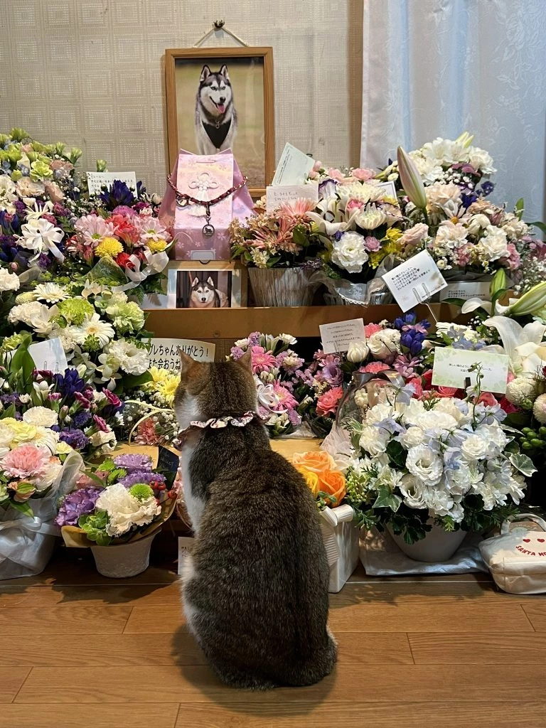 After Grace passed away, the family noticed that Monako always stayed by Grace's shrine.