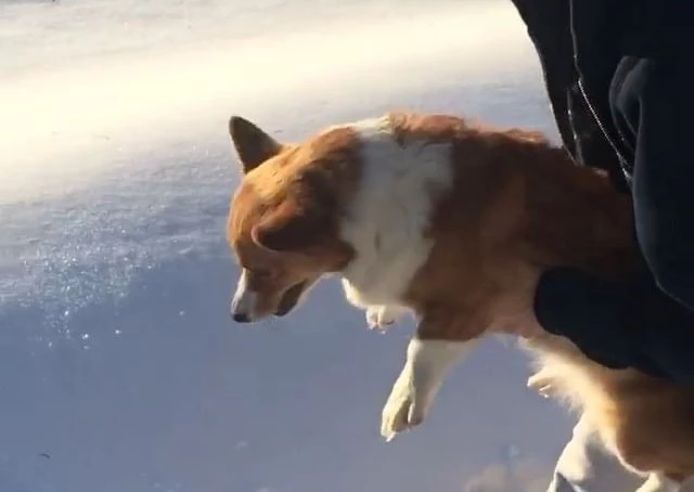 The corgi seems to be thrown off from an incredible height by a helicopter.