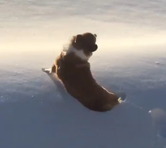 The little corgi did fall off, but it wasn’t into a dangerous abyss; it was snow!