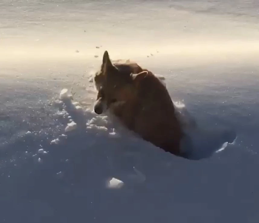 The little corgi did fall off, but it wasn’t into a dangerous abyss; it was snow!