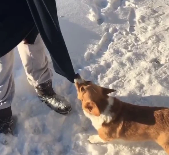 The little corgi did fall off, but it wasn’t into a dangerous abyss; it was snow!