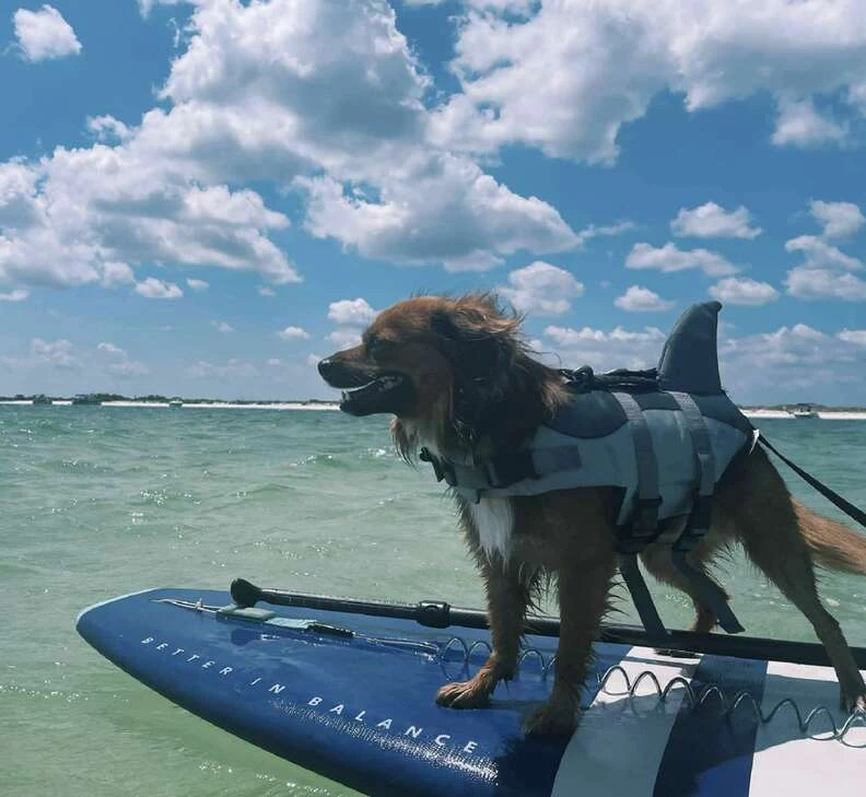 He loves to run on the beach and swim in the ocean.