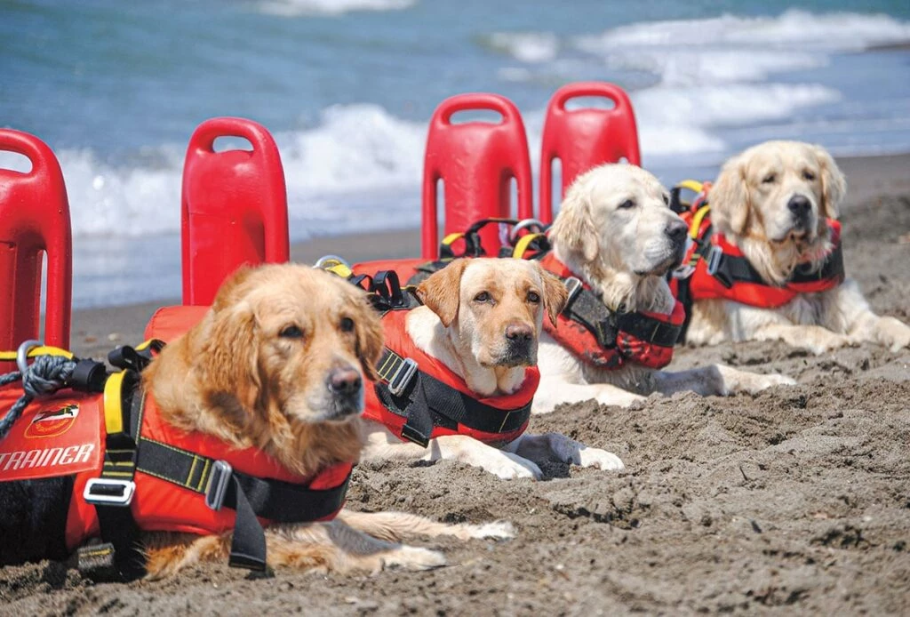 These remarkable dogs are specially trained in water rescue.