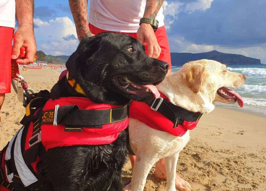 Becoming a dog lifeguard is not an easy task.
