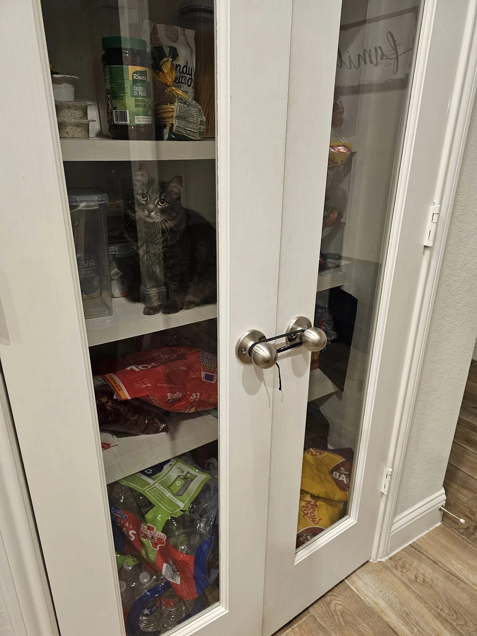 Luna intrudes into the pantry whenever she can.
