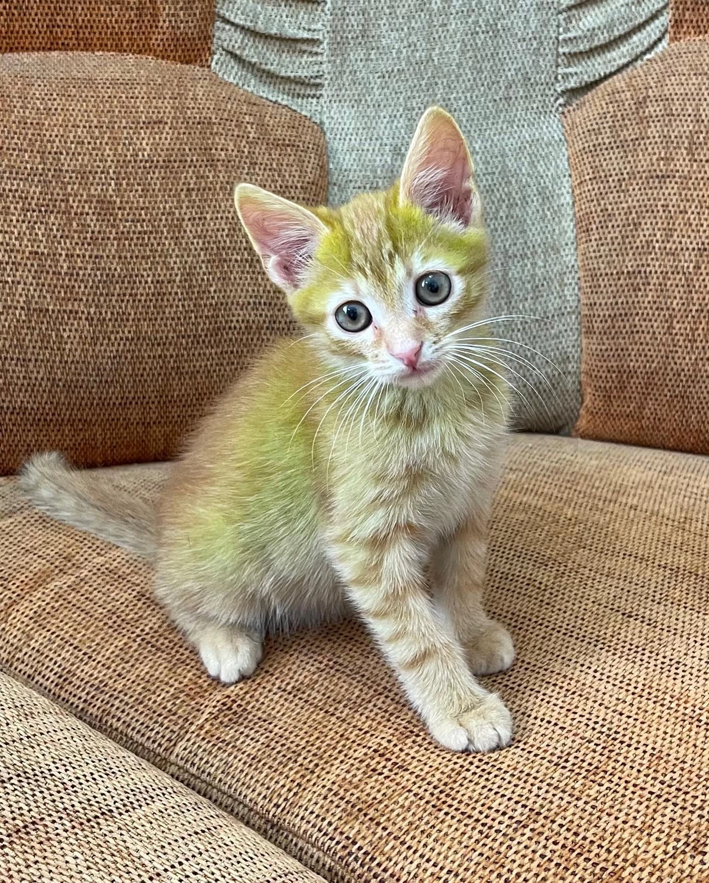 Man Adopts Cat For The First Time And His New Kitten s Fur Is Green