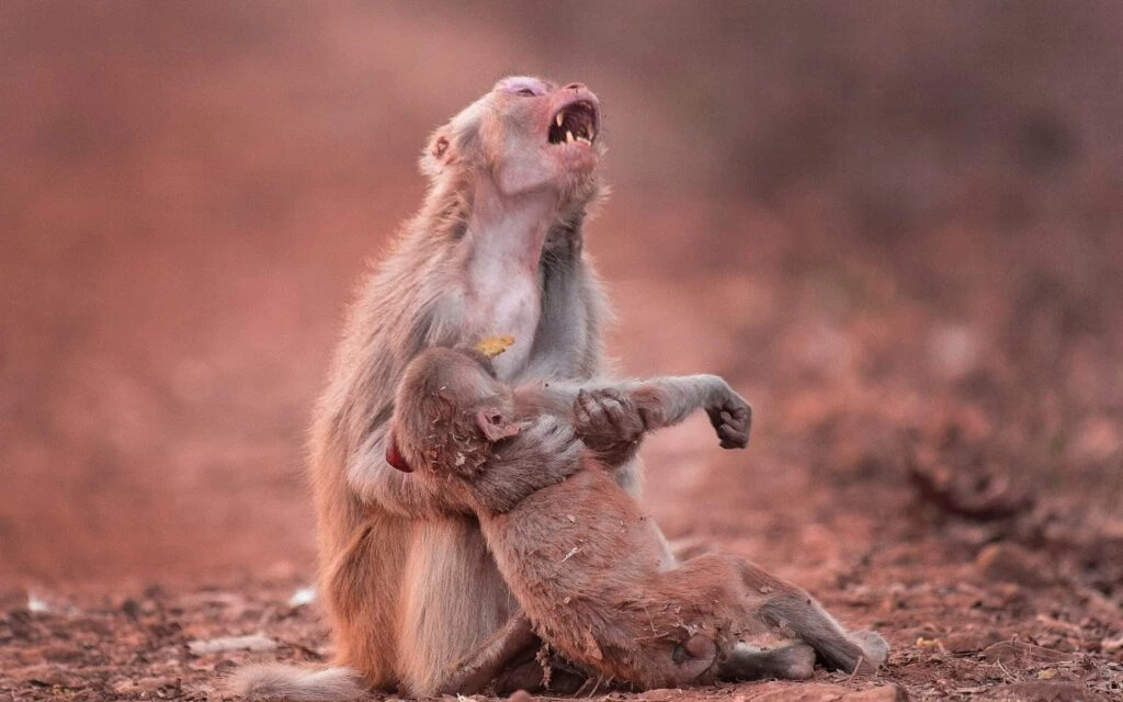 Monkey mother appearing to mourn her baby's loss.