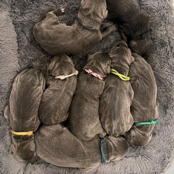 Despite being born into such a large litter, it’s lucky that these 15 puppies are doing pretty well.