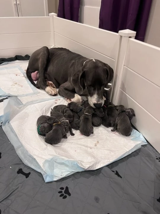 Meadow and her 15 puppies will find forever homes with caregivers who have experience raising large breeds.